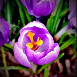 Close-up of purple flowers blooming outdoors