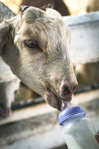 Close-up of a dog drinking water