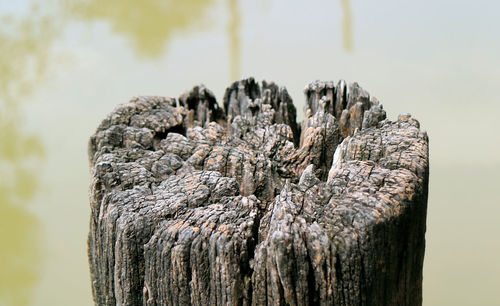 Close up of an old dry tree stump by the river