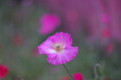 Close-up of insect on pink flower