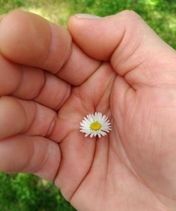 Close-up of hand holding white flower