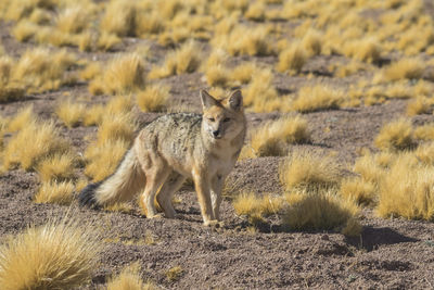 Desert foxes in the plains of the chilean highlands