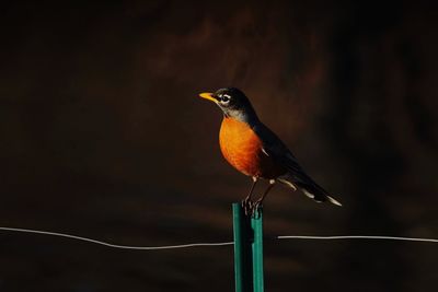 Close-up of bird perching outdoors