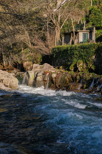 Scenic view of river in forest