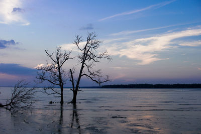 Silhouette bare tree by sea against sky during sunset