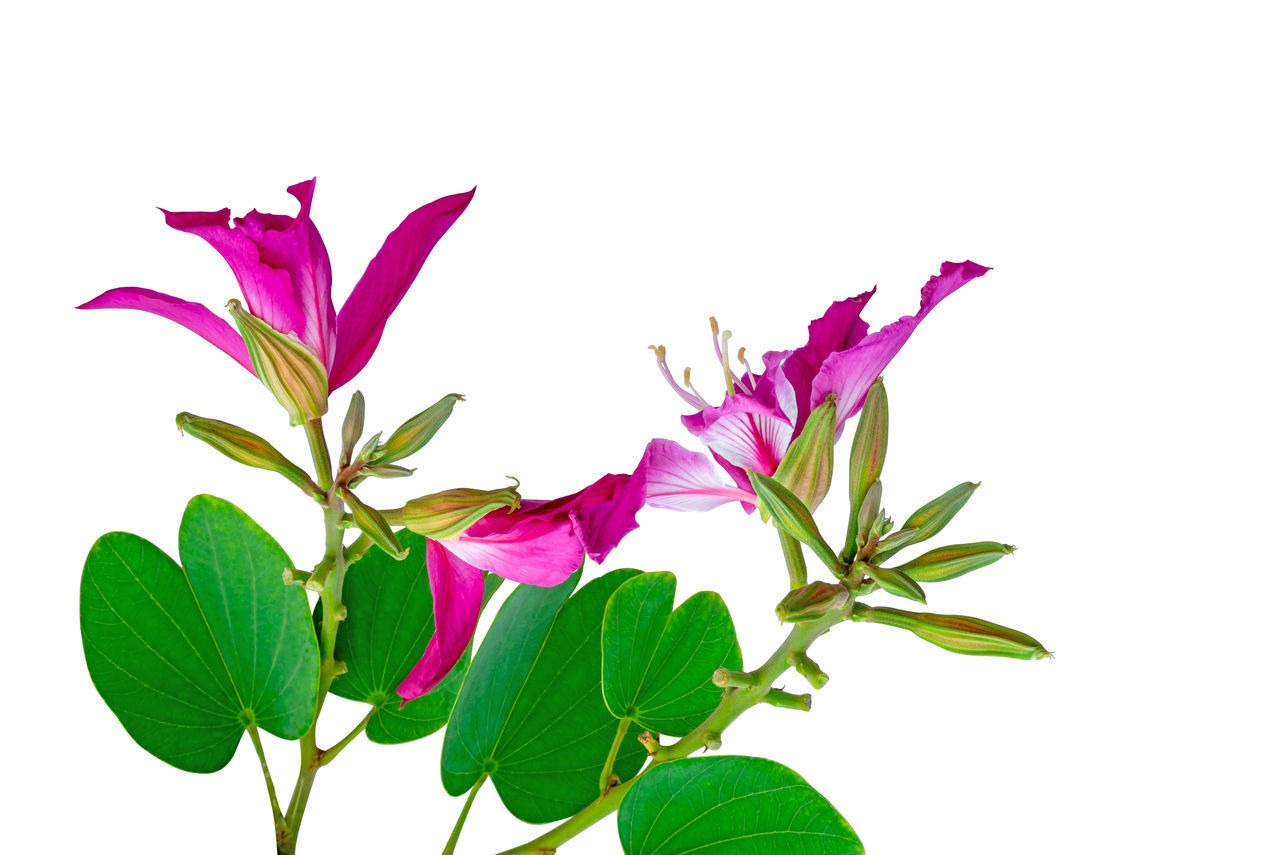 CLOSE-UP OF PINK FLOWERING PLANT OVER WHITE BACKGROUND