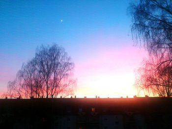 Silhouette of bare tree at sunset