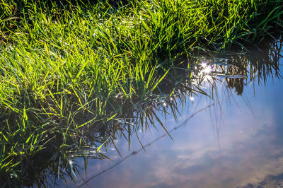 Reflection of trees in water