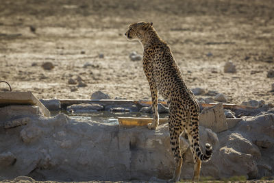 Cheetah on field