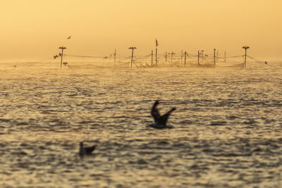 Silhouette birds on sea against sky during sunset