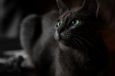 Close-up of black cat