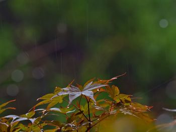 Close-up of maple leaves against blurred background