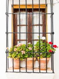 Potted plants on window sill