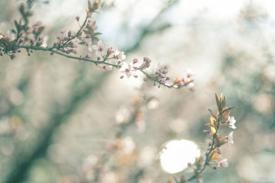 Close-up of cherry blossom on tree