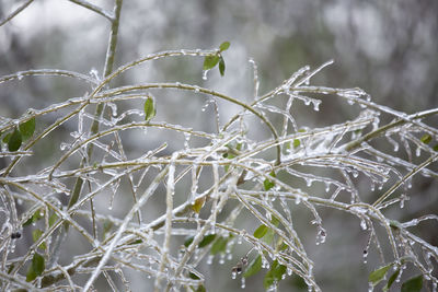 Ice dripping from a bare bush on a dreary, gray day