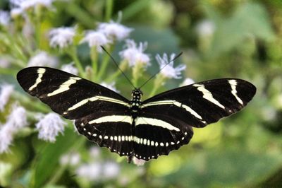 Close-up of butterfly on leaf