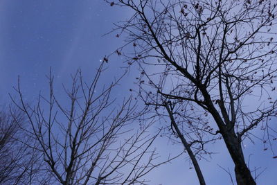 Low angle view of bare trees against blue sky