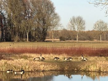 Birds in a lake