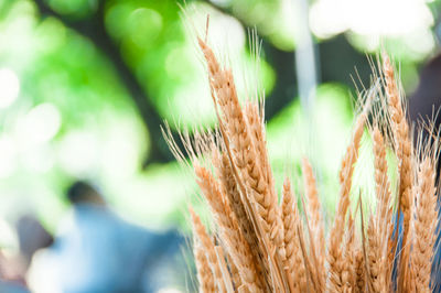 Close-up of wheat growing on field