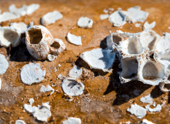 Dried barnacle shell on the surface of dried wood