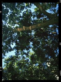 Low angle view of trees