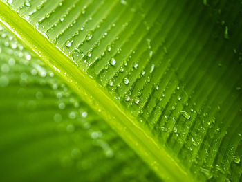 Puerto rico water dew on green banana leaf texture close up
