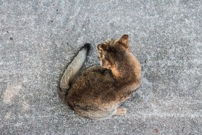High angle view of lizard
