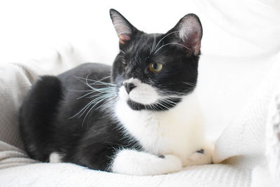 Close-up of cat resting on bed