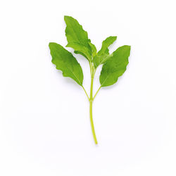 Close-up of green leaves against white background