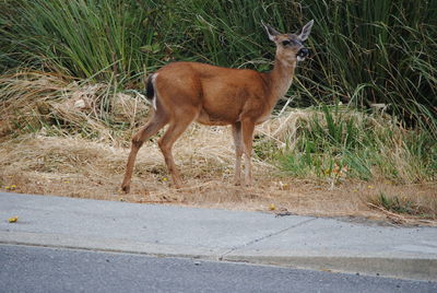 Side view of deer standing on road