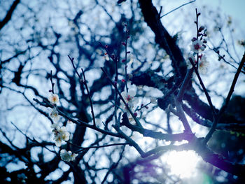 Low angle view of cherry blossoms against sky