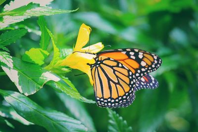 Close-up of butterfly on flower
