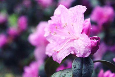 Close-up of pink flower