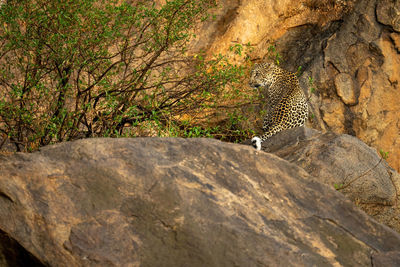 Leopard sits on rocky outcrop by bush