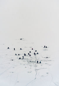 Flock of birds in snow against clear sky