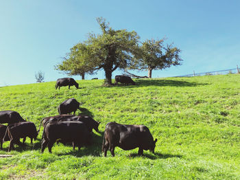 Cows grazing in a field