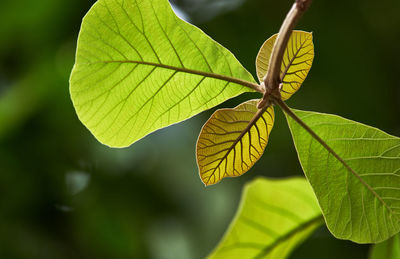 leaf