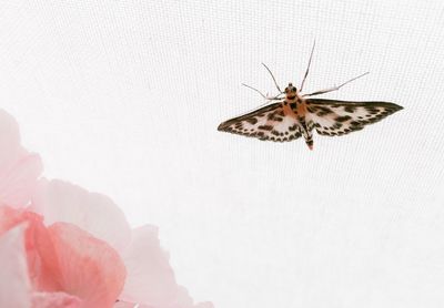 Close-up of butterfly