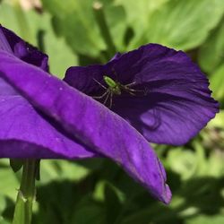 Close-up of purple flowers blooming