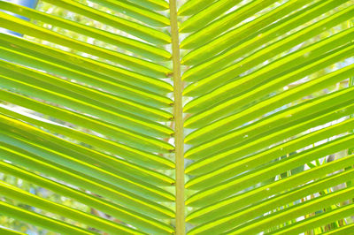 Full frame shot of leaves