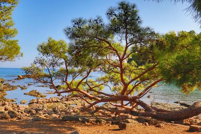 Trees by lake against sky