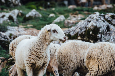 Sheep on field