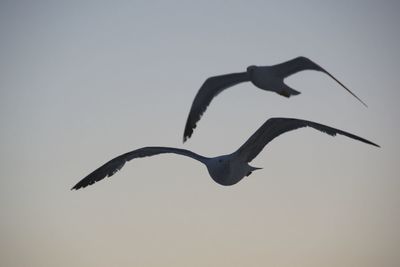 Low angle view of bird flying against clear sky