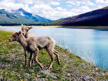Lion standing on lake by mountains against sky