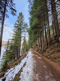 Road amidst trees in forest during winter