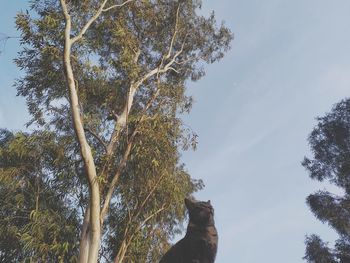 Low angle view of tree against sky