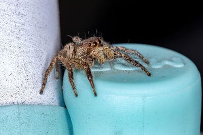 Close-up of spider