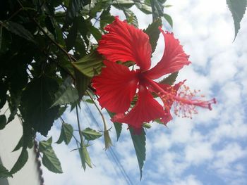 Low angle view of red flowers against sky