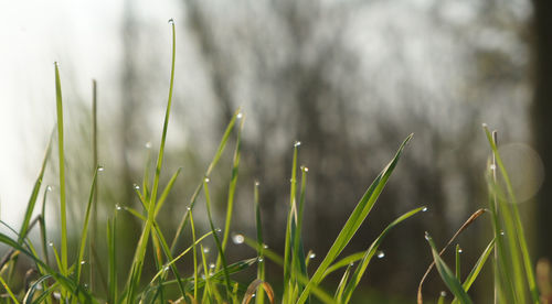 Close-up of grass growing in field