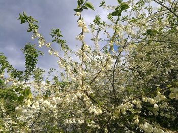 Low angle view of apple blossoms in spring